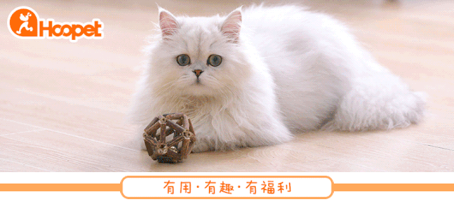 狗狗呕吐是什么原因引起的