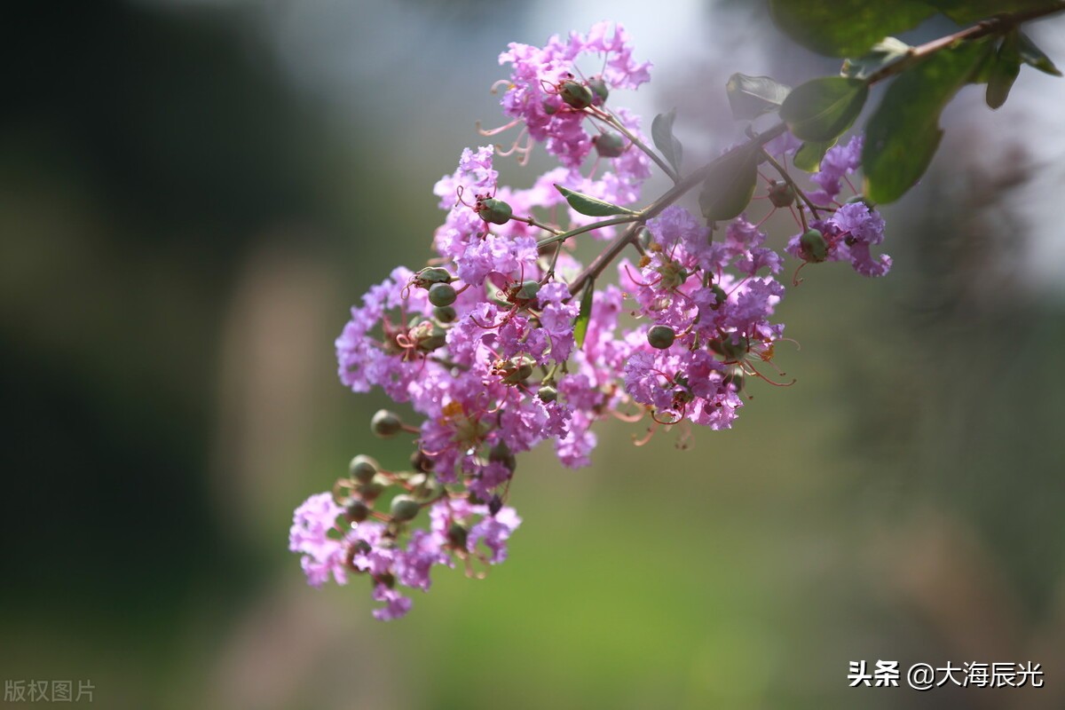 七月时光，绿意深浓，紫薇花红