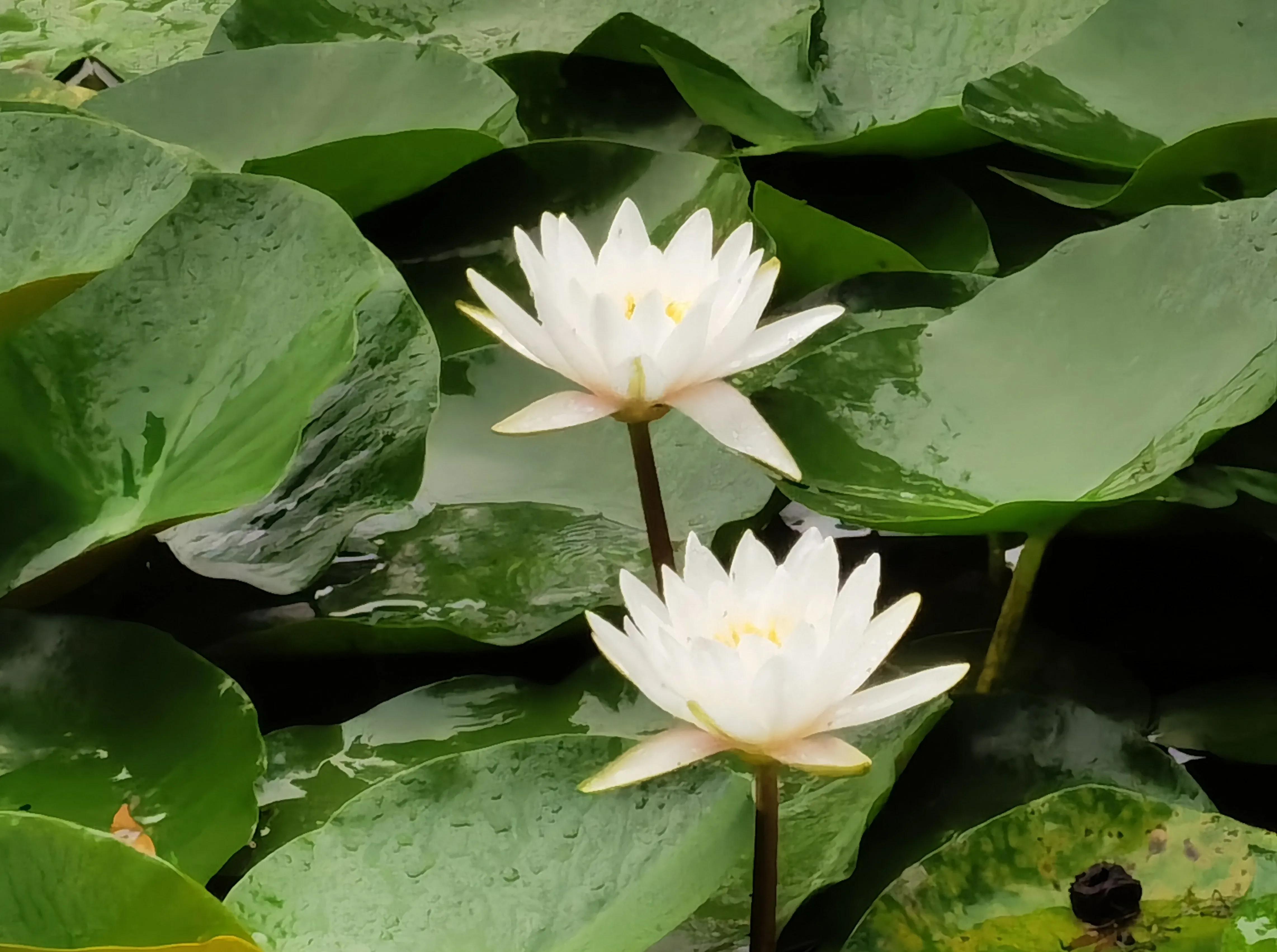 雨中游园有感