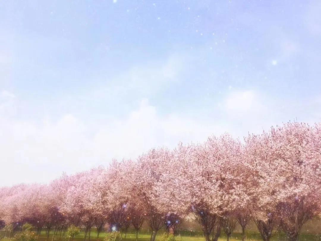 西安外国语大学2020年招生章程