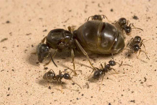 乡村常见昆虫，蚂蚁的那些事
