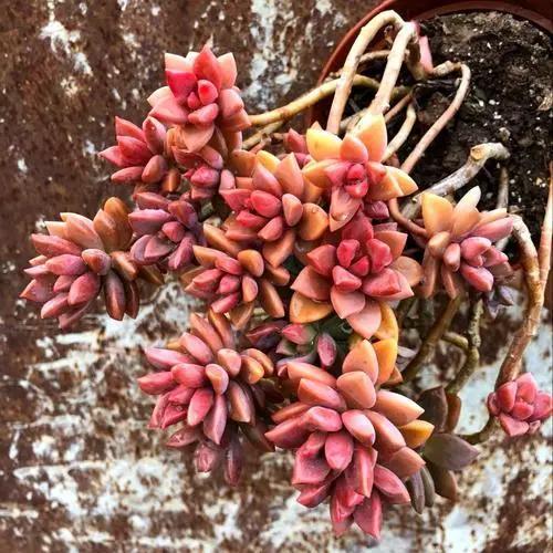 多肉植物呀丨多肉植物种类品鉴,景天专场(一)