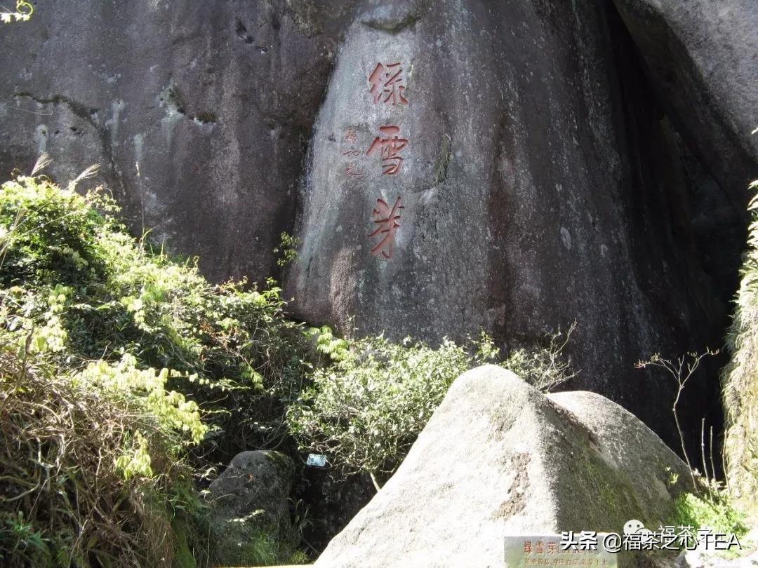 建议收藏:福建茶叶大汇总,了解福建全部茶叶看这一篇就够了