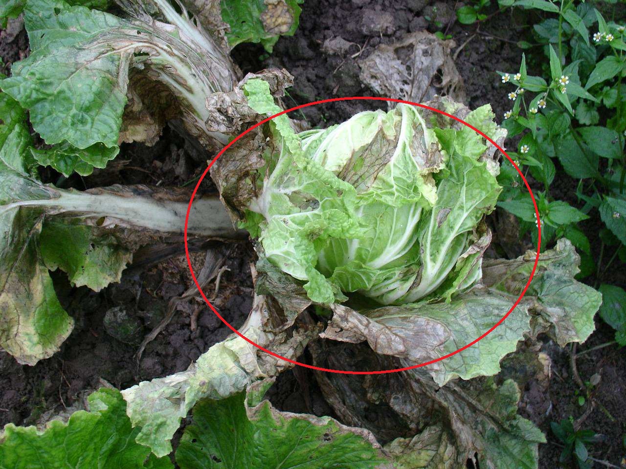 都是软腐病惹的祸,重管理,轻用药可解决