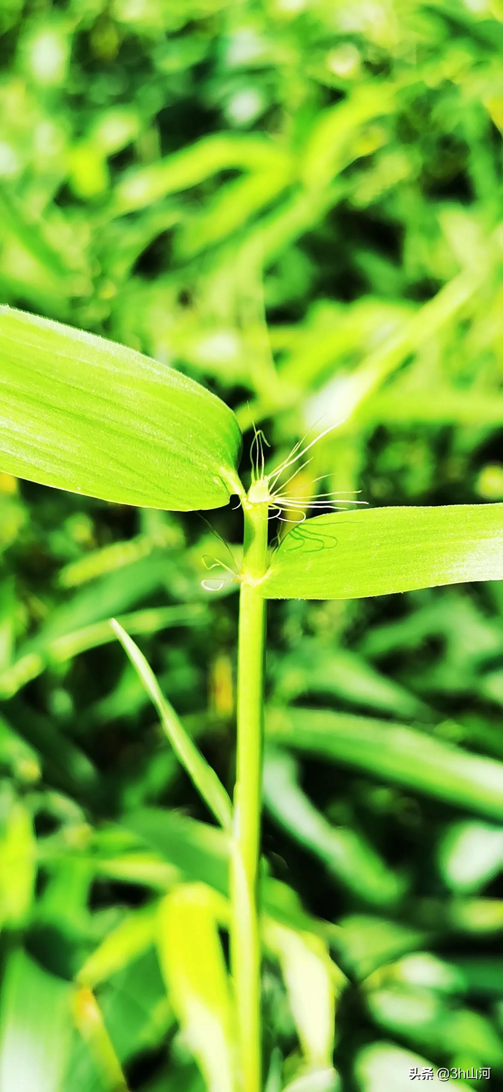 秋日，一缕阳光