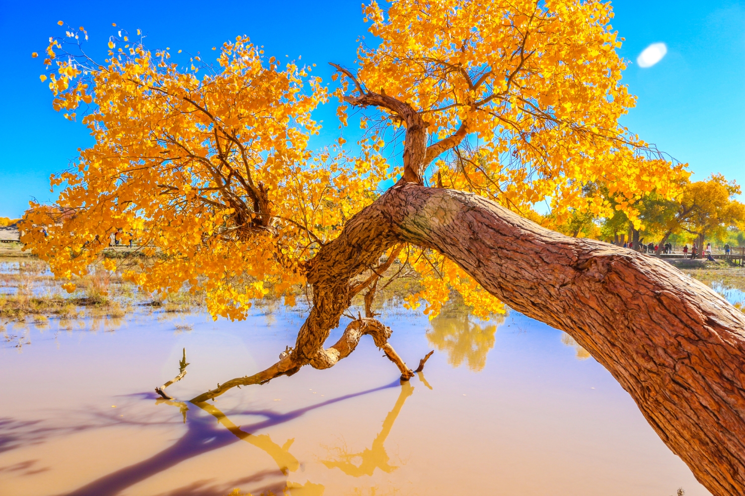 比较长,从辽宁丹东到新疆阿勒泰,跨越5省,承包了北方80%的最美秋景,被