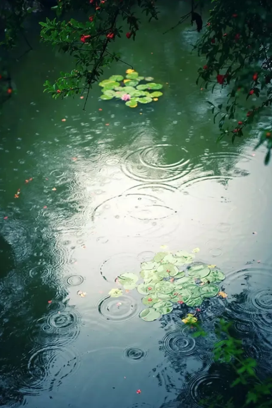 「诗词鉴赏」夏日临窗听雨，闲读诗书，感受大自然的天籁之音