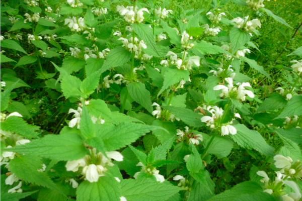 野芝麻,别名地蚤,野藿香,生荫湿的路旁,山脚或林下