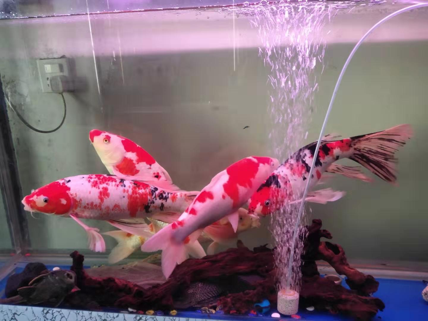 适合容易饲养的一种观赏鱼,相对于草金鱼和金鱼来讲,都要容易饲养,很