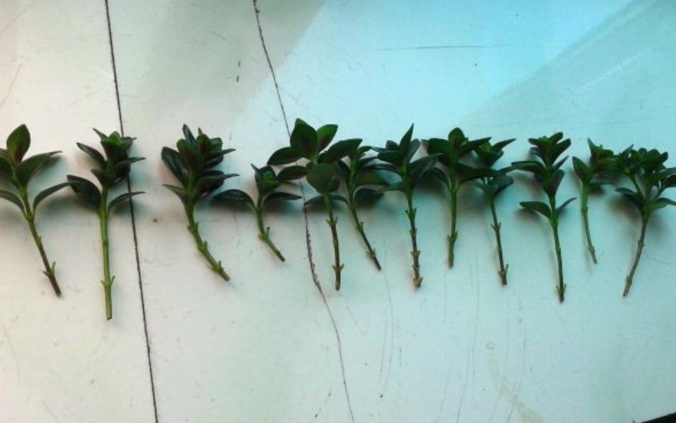 金鱼吊兰怎么扦插金鱼吊兰怎么扦插什么季节扦插