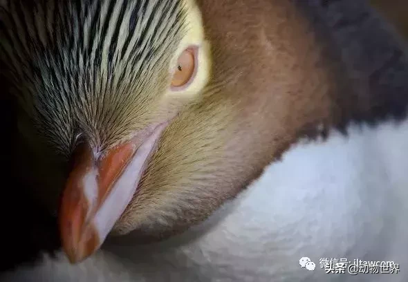 企鹅是鸟吗（带你了解世界上的18种企鹅）
