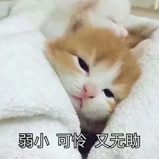 常见的猫咪皮肤病有哪些？如何治疗和预防猫癣和猫咪黑下巴？