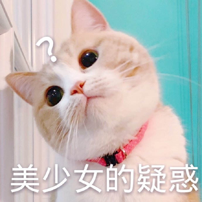 猫咪表情包合集我小猫咪的心好痛