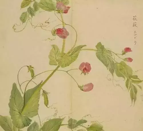 《诗经》太熟悉了吧,但《诗经》里的这些字,你认识吗?