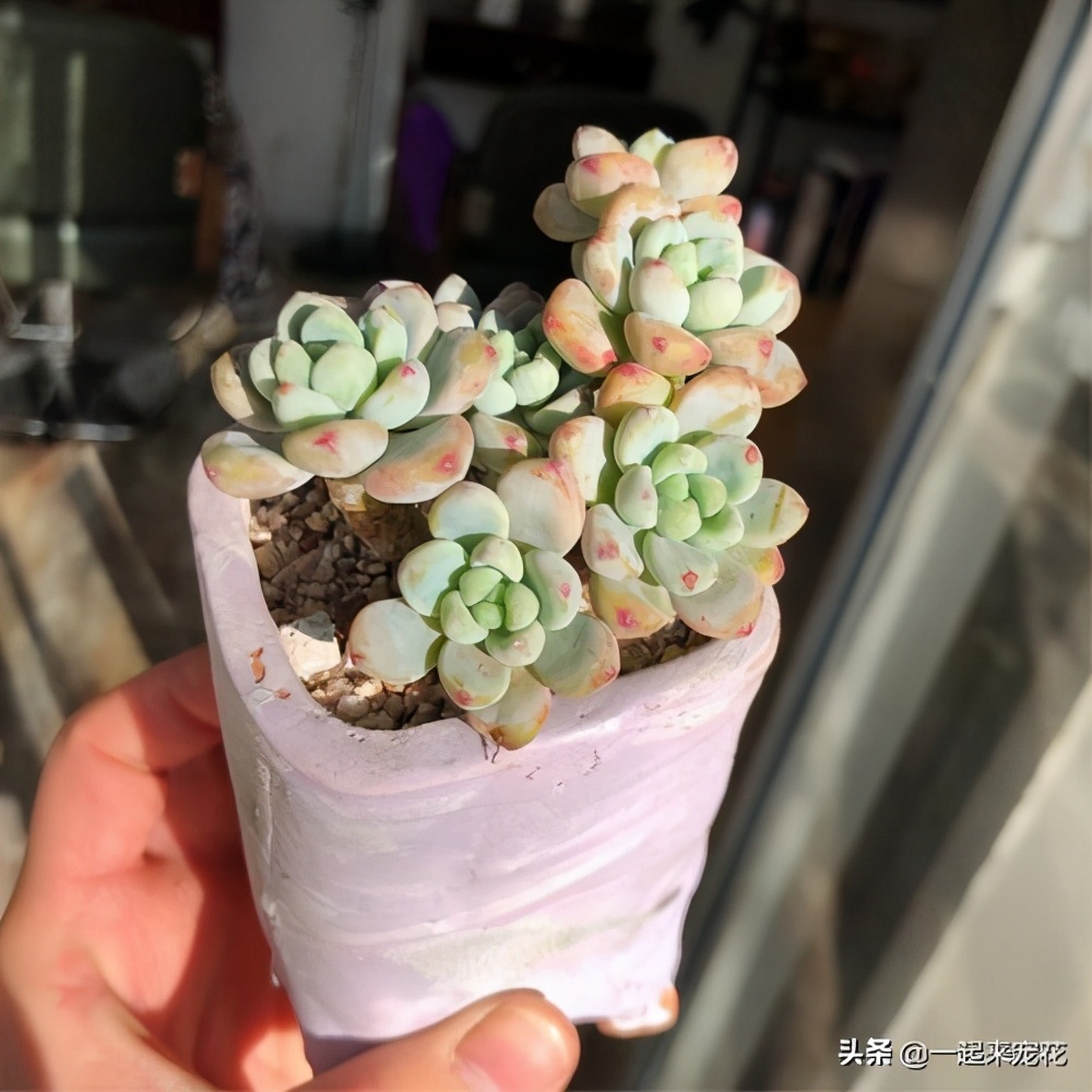 冬天养多肉劳尔，了解掌握4个要点，红润饱满，香味浓郁