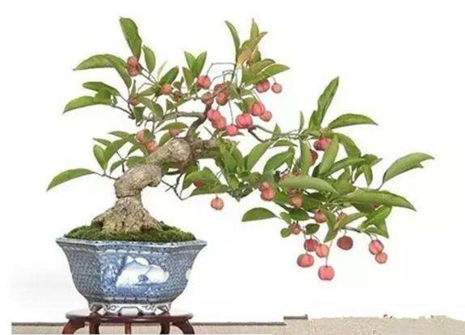 卫矛盆景的造型与养护,秋季叶,果红艳,冬季枝翅奇特