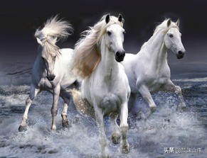 描写马诗词(16首)