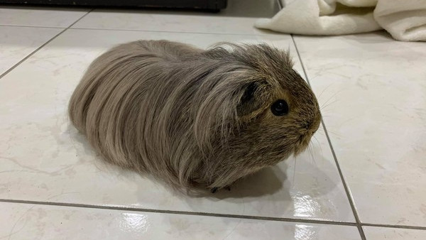 长毛的宠物鼠,趴在地板上就像假发一样,你喜欢这样的宠物吗?