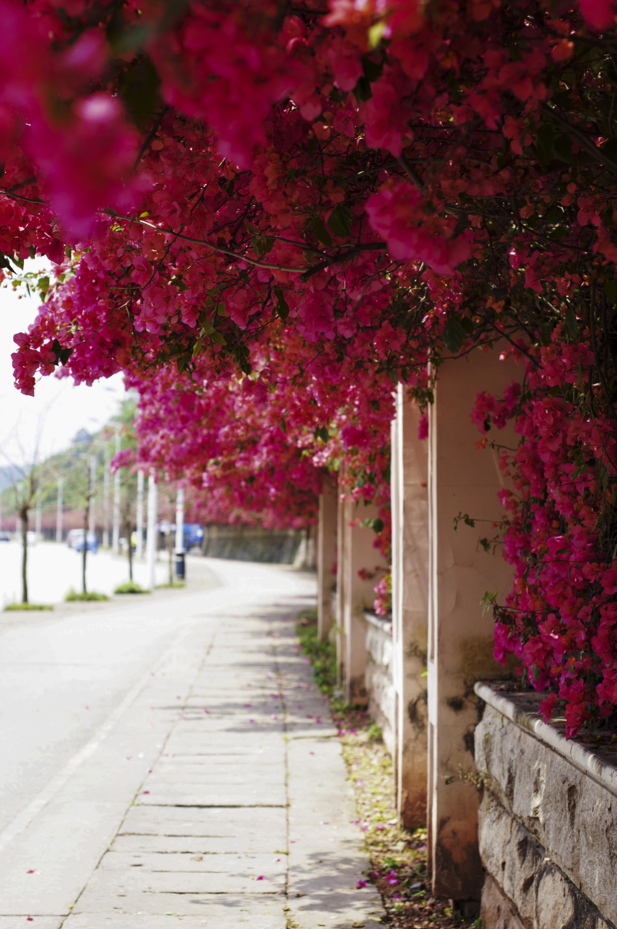 绿化树品种大全(100种绿化带或路边常见的花草树木)