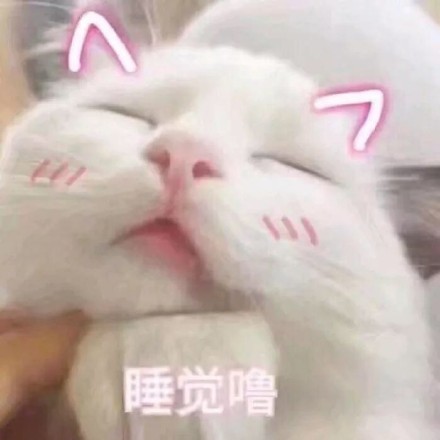 猫咪表情包：电死你个小可爱