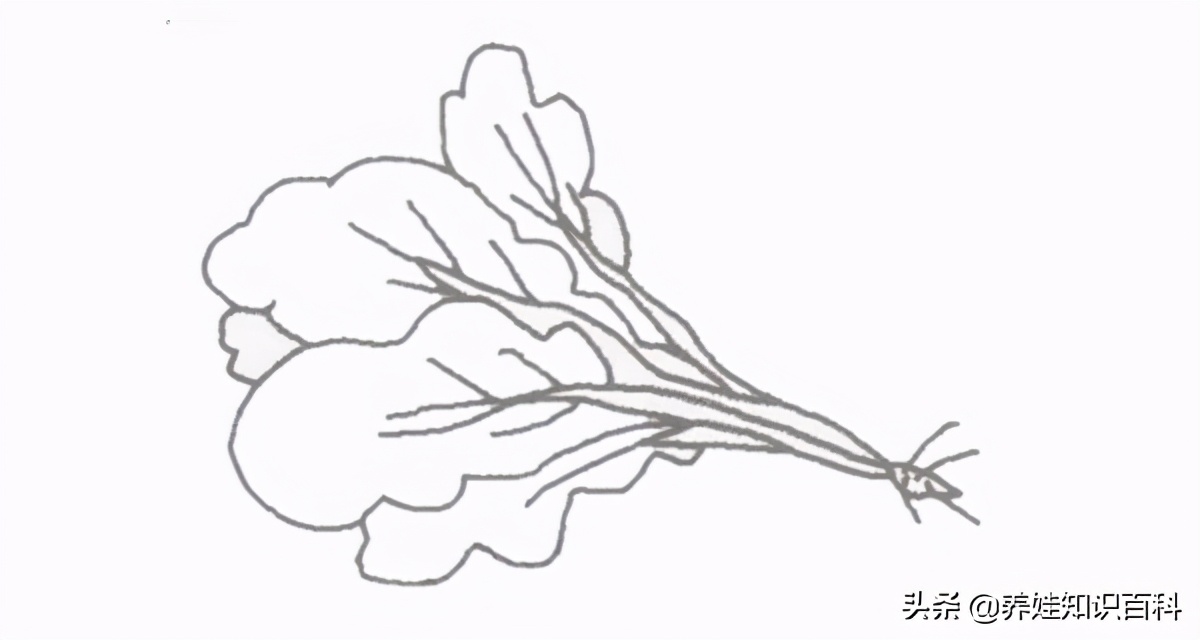蔬菜简笔画（4步教你画出简单又好看的蔬菜）