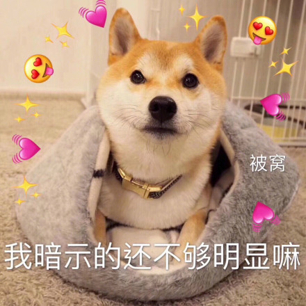 柴犬表情包合集｜你又不和我睡，你管我几点睡