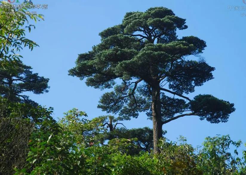 松树种类名称图片