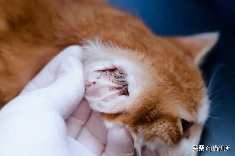 别再瞎用药了！猫咪耳螨，治疗真的很简单