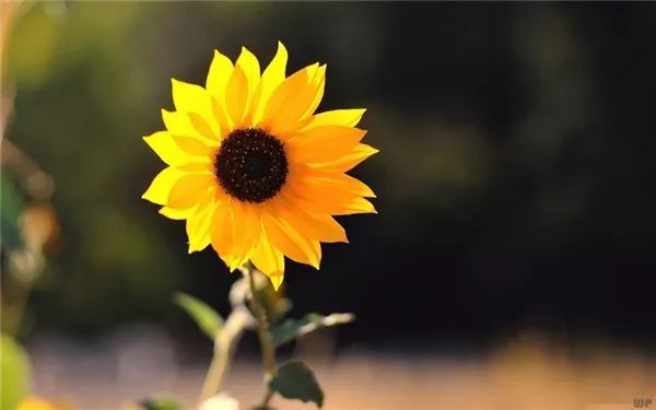 妹妹高考，这是我和太太写的鼓励语合集，这是后半个月的问候