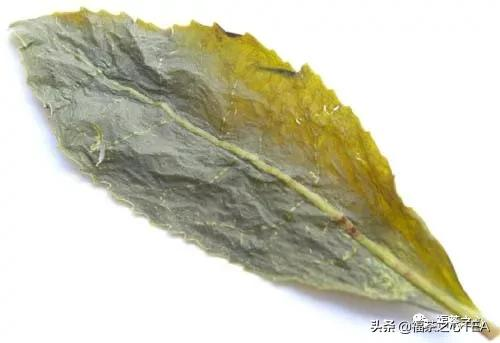 建议收藏:福建茶叶大汇总,了解福建全部茶叶看这一篇就够了