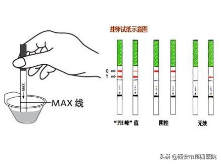 排卵试纸使用指南：科学监测助您精准掌握受孕时机
