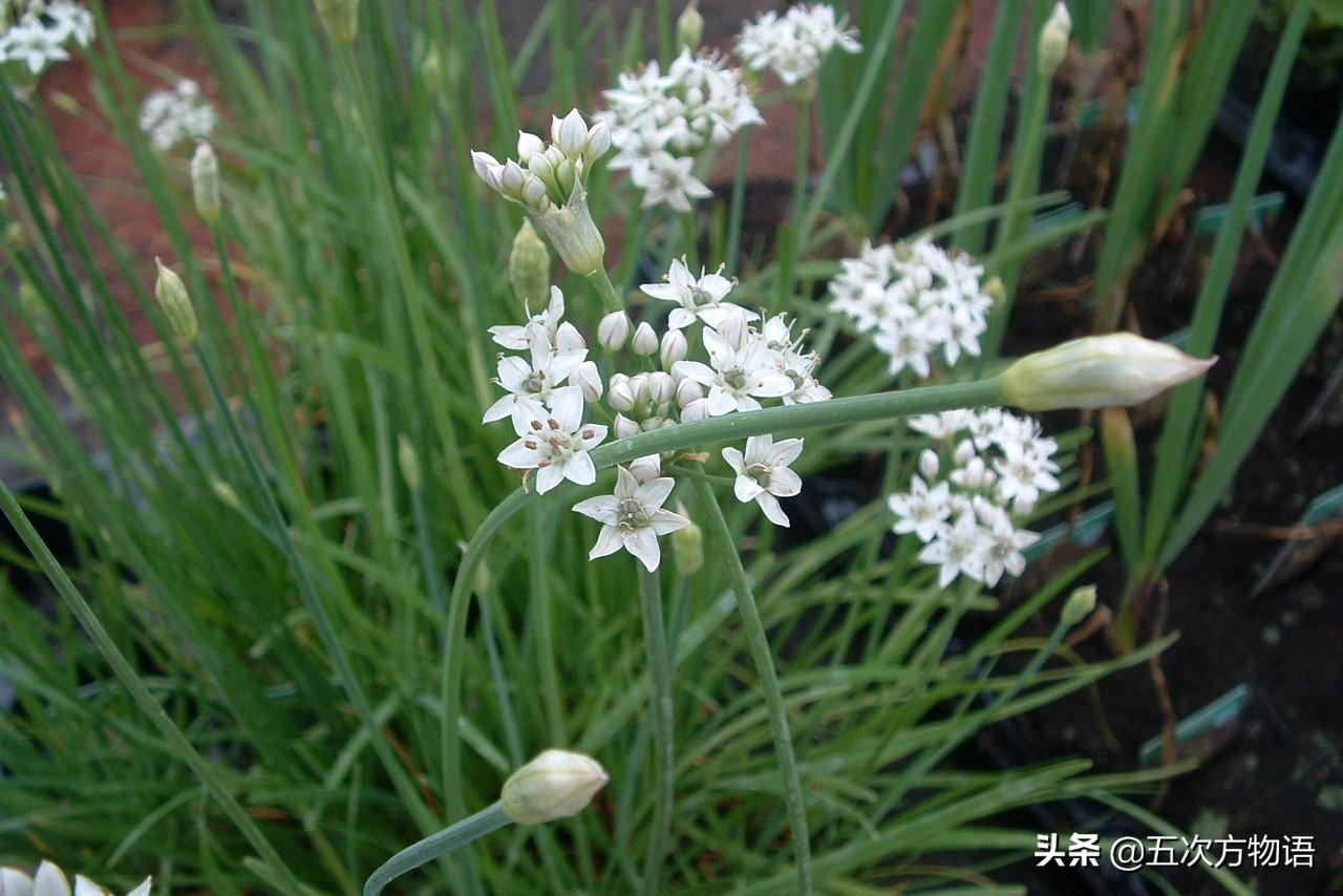 洋葱的英语读音及其中國蔬菜起源漫谈