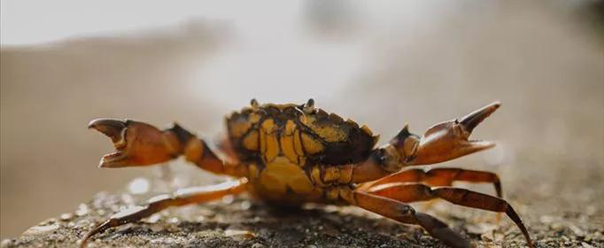 螃蟹分辨公母，螃蟹怎么分公母？