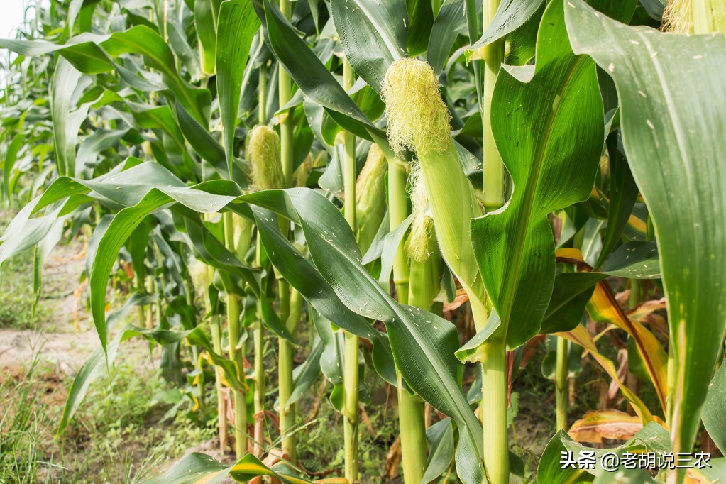 玉米品种选择指南：十大知名品牌推荐与种植建议