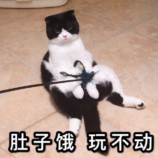 猫咪表情包：我饿啦