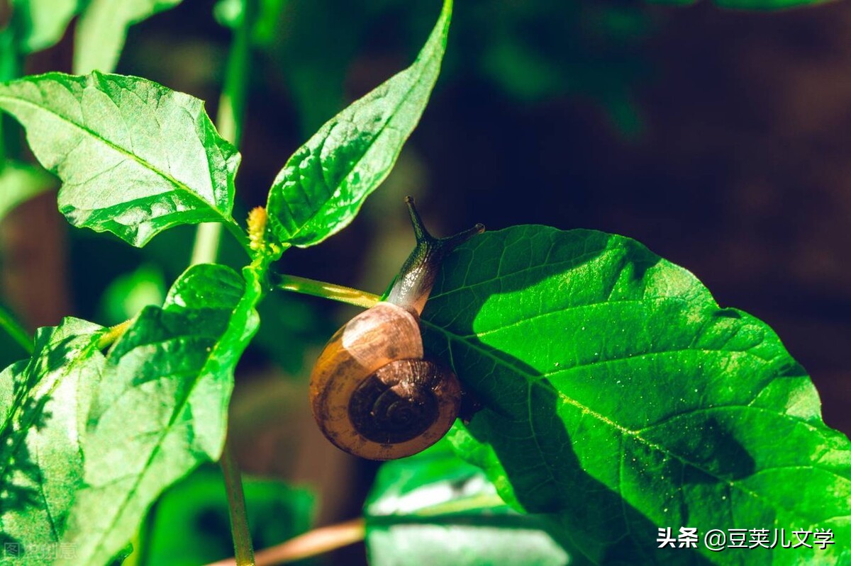 散文：我像只蜗牛一样走在路上