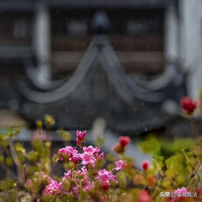 春风十里，秦淮等你 | 春意浓浓，门东又见映山红