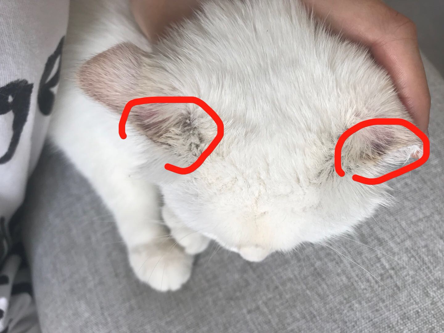 猫癣不是啥大問題，内行人透露3个治疗步骤，按流程来轻松搞定