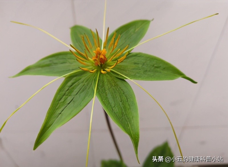 走进森林中的中医药——解密神农架的珍贵中药材