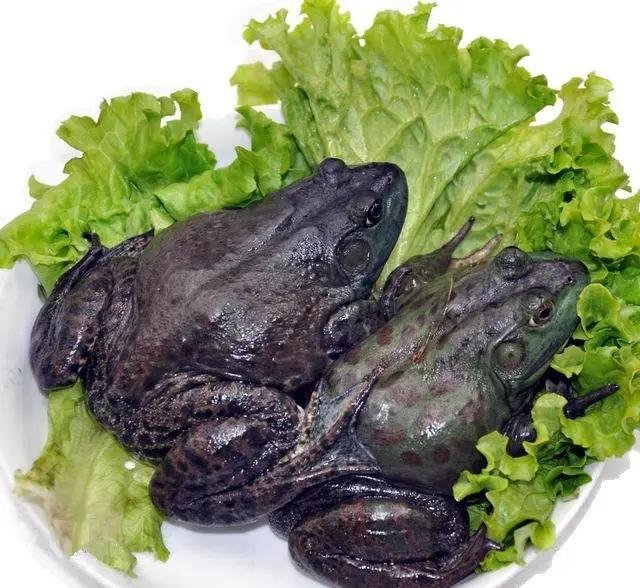 牛蛙,美味的入侵动物