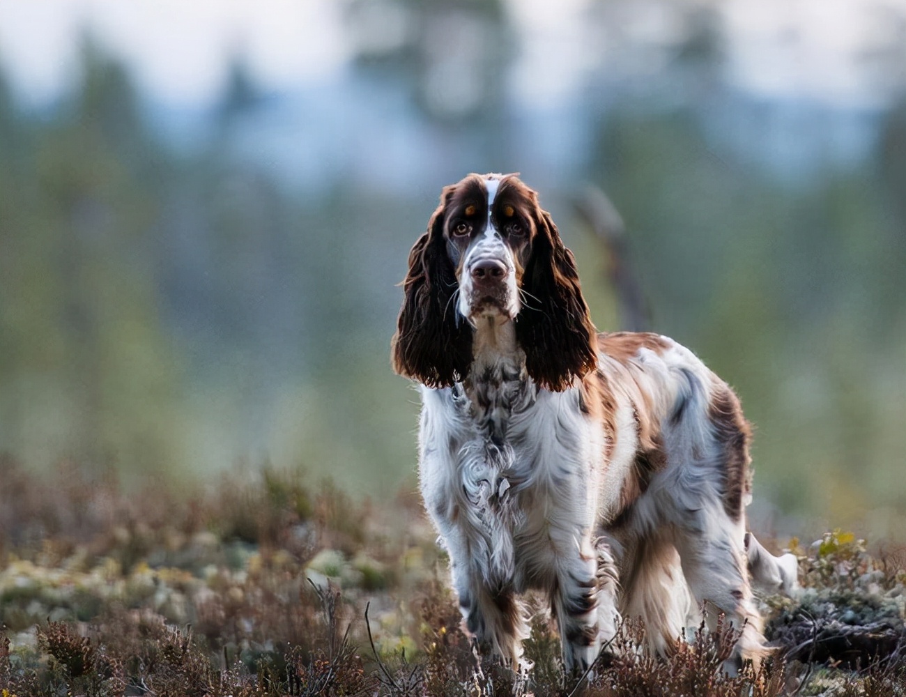 世界犬种智商排名榜前 30 名的聪明狗狗
