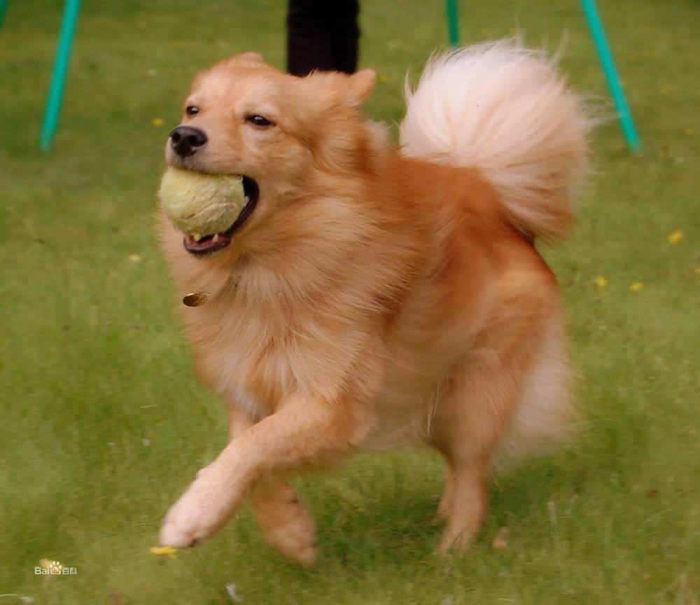 世界名犬品种大全（最全狗狗品种科普及简要介绍）