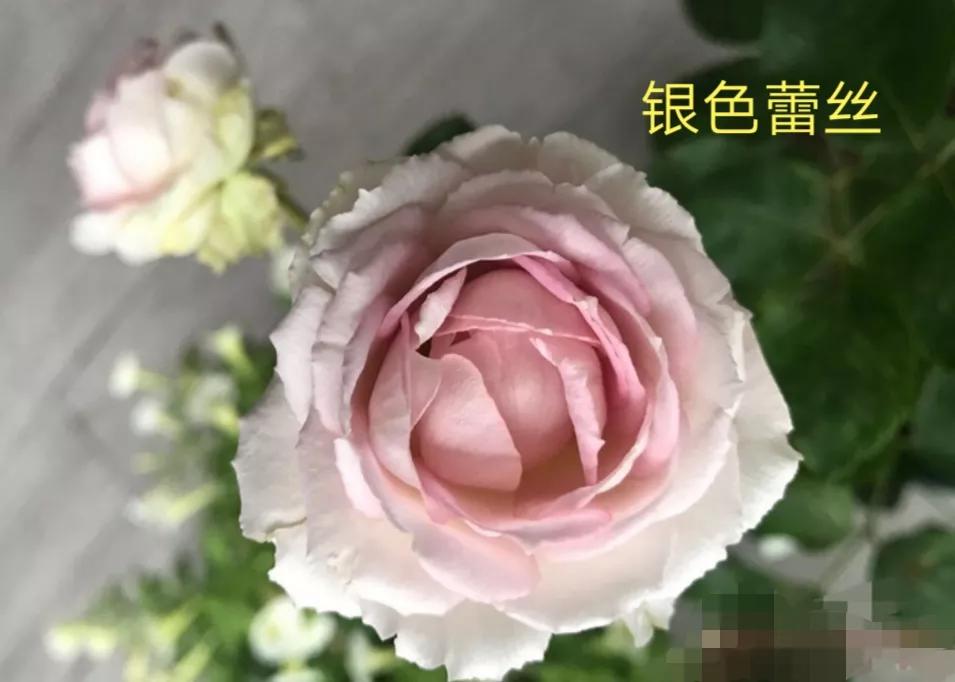 艾莎月季优缺点月季（常见切花月季详细介绍）