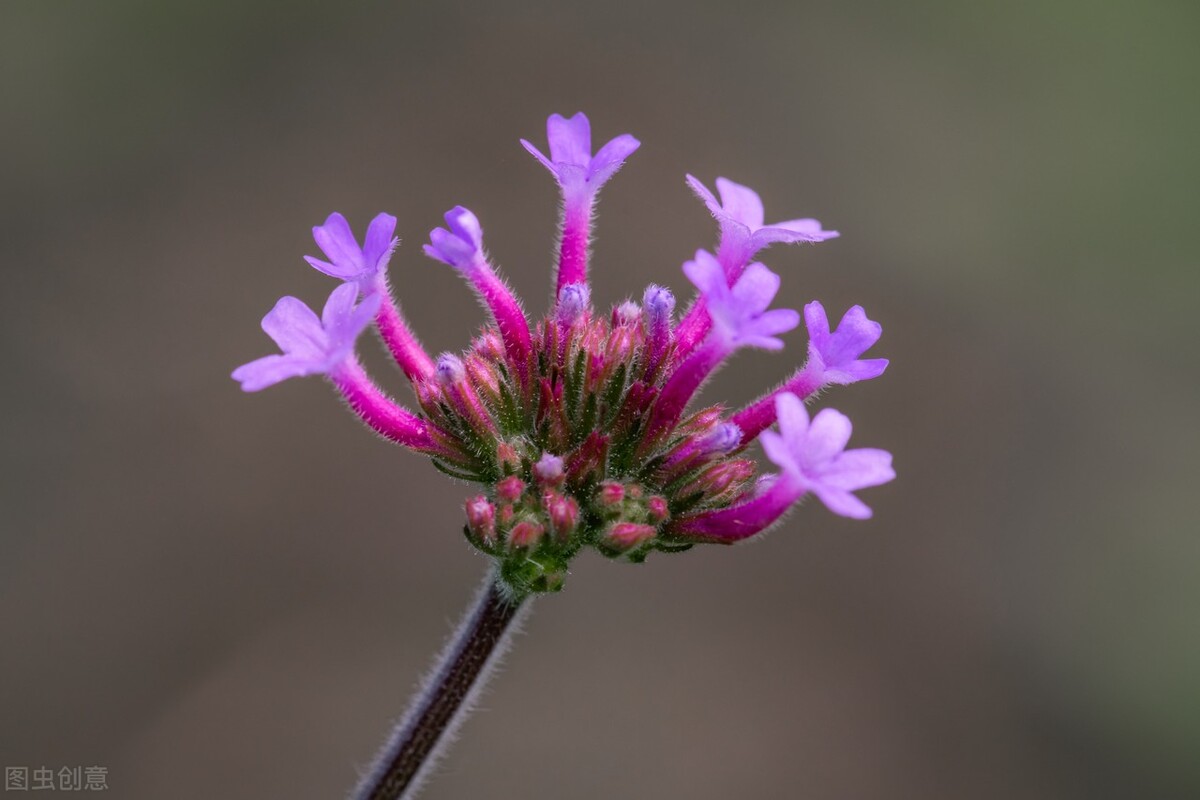 哪些草花特别耐开？这10种的确值得拥有，开300天问题不大