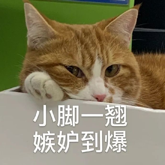 猫猫表情包合集｜你是猪头吗？