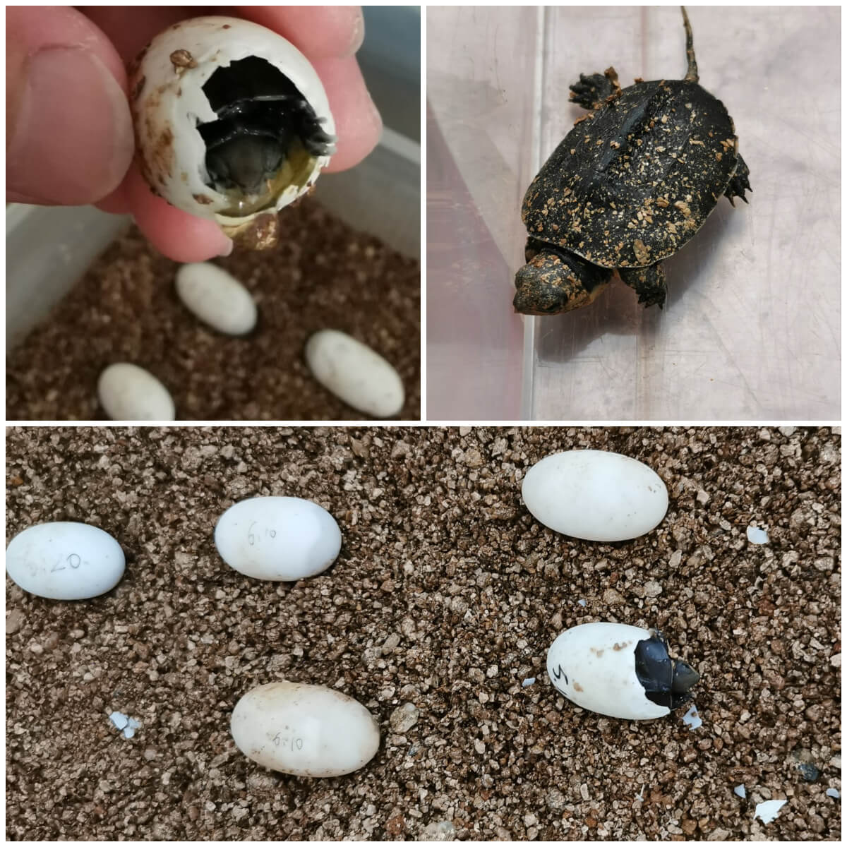 属蛇人2020年七月订婚好不好?七月有哪些天适合订婚?_达一风水网