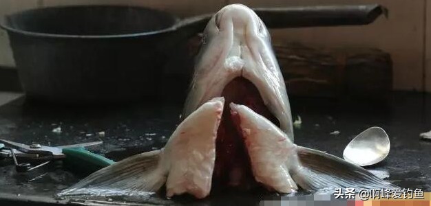 青鱼有牙齿吗图片