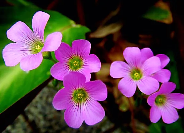 红花酢浆草是什么植物（红花酢浆草的生长环境）