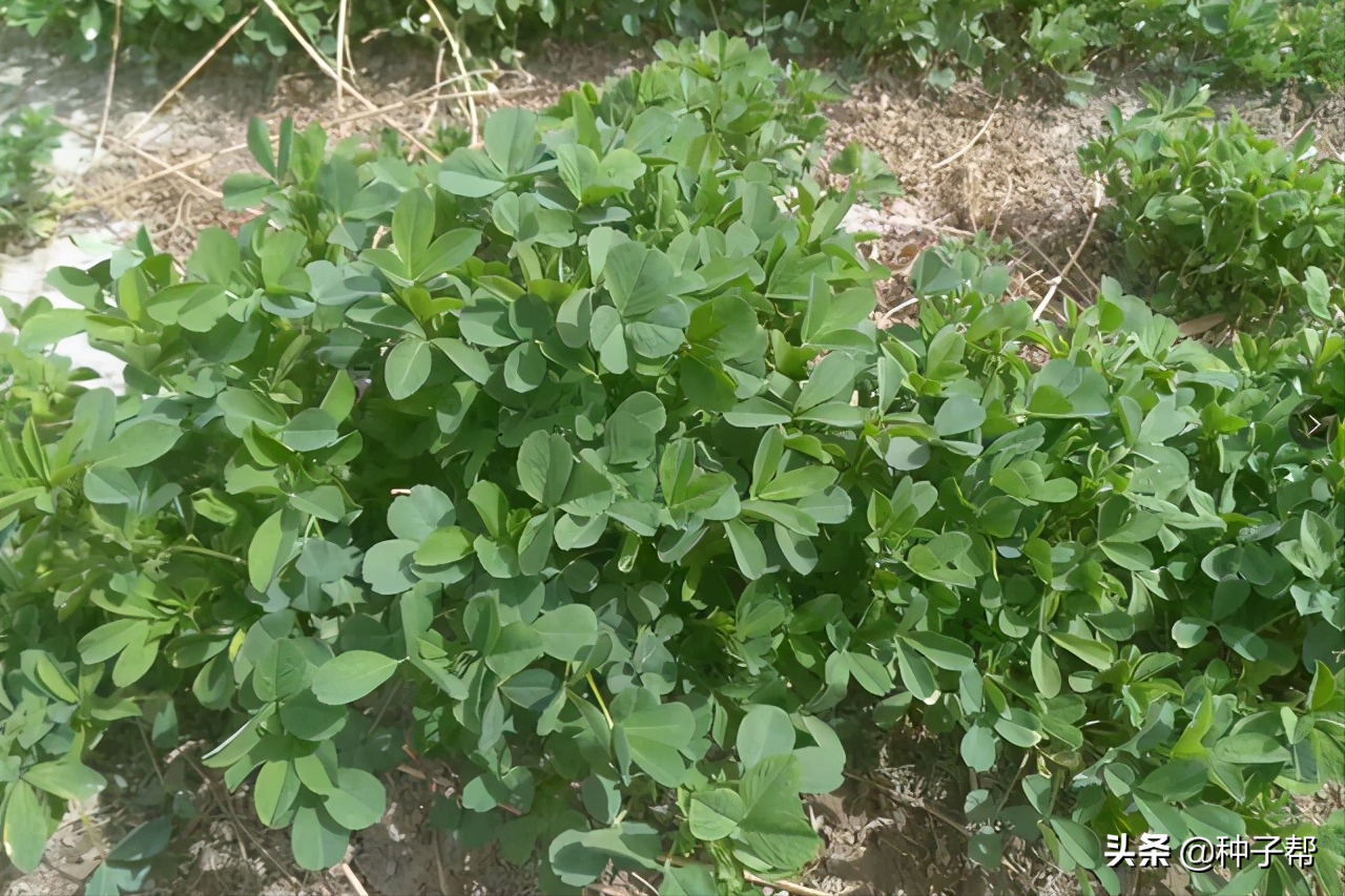 紫花苜蓿品种大全!都知道养牛羊要种它，您产量低？我却种它有9吨