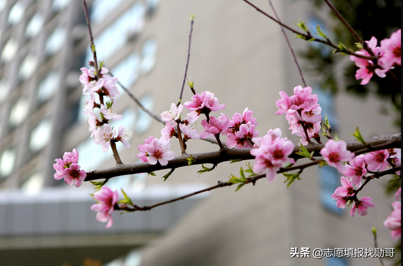 国内最厉害的“工业大学”,两所985三所211,还有4所双非也在列